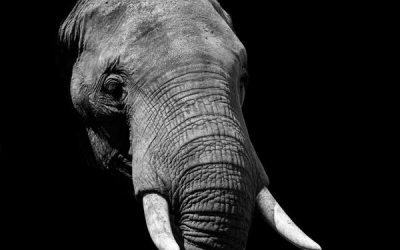 Introverts and Elephants